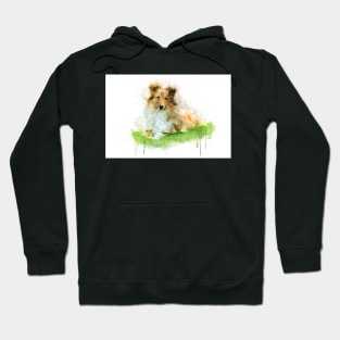 Shetland Sheepdog / sheltie Hoodie